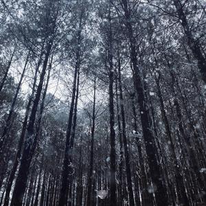 两根黑捧一前一后
